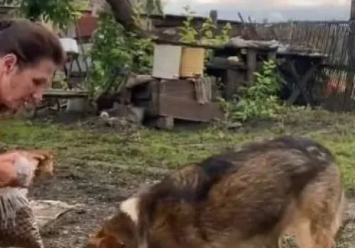 Животных в подтопленных домах Игнатьева кормят сотрудники сельсовета