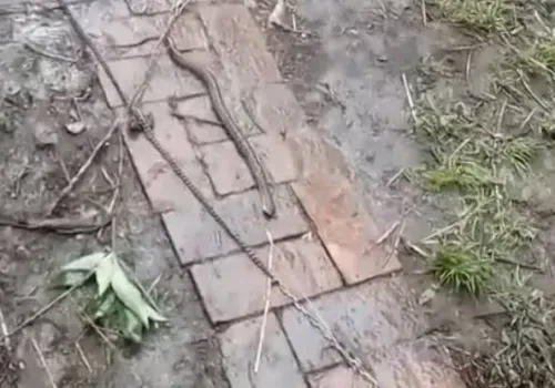 Ядовитых змей принесло паводком в дом жителей Игнатьева