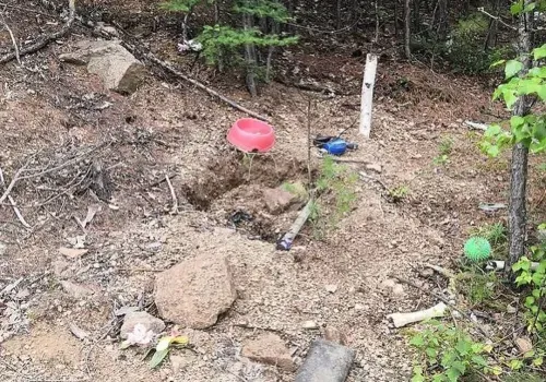 Медведь разворошил кладбище домашних животных в районе Тынды