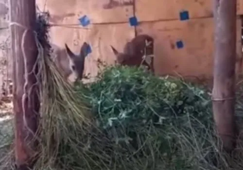 Детенышей косули приютили в центре охраны природы Благовещенского района