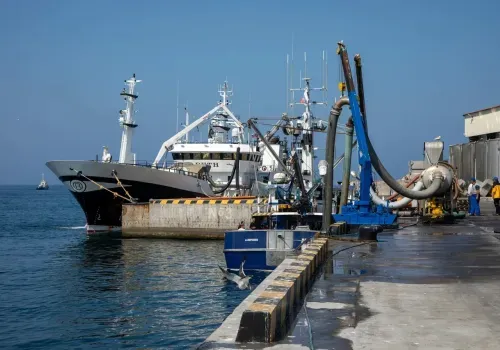 Перевозки минтая с Дальнего Востока в центр России просубсидирует правительство РФ