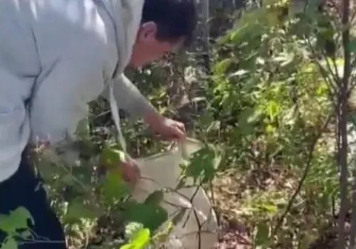 Кошку в двух мешках нашли в лесу Благовещенского района
