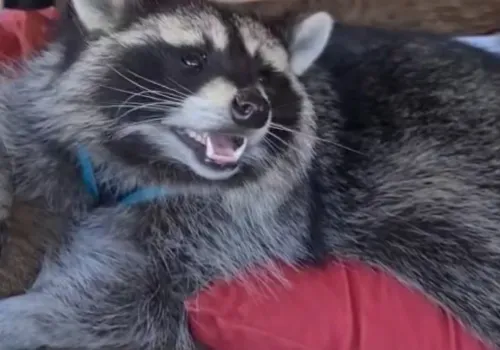 Енот Витя из Челябинска объехал всю страну и остался жить во Владивостоке