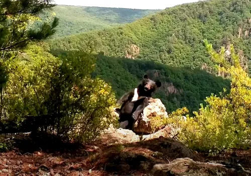 Медведь-гимнаст попал на видео в Приморье