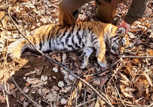 Тигренка спасли из капкана в Приморье