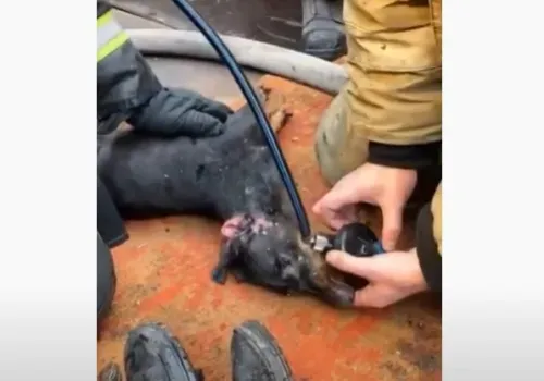 Бездыханную собаку откачали после пожара в Белогорске