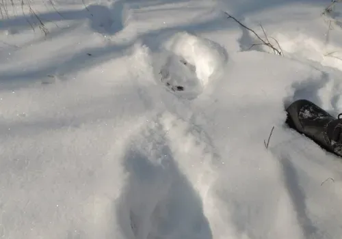 Тигр Шустрый обосновался в Хинганском заповеднике