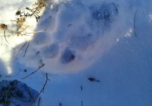 Амурский тигр дошел до Якутии впервые за 50 лет