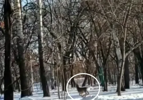 Косуля заскочила в Первомайский парк Благовещенска