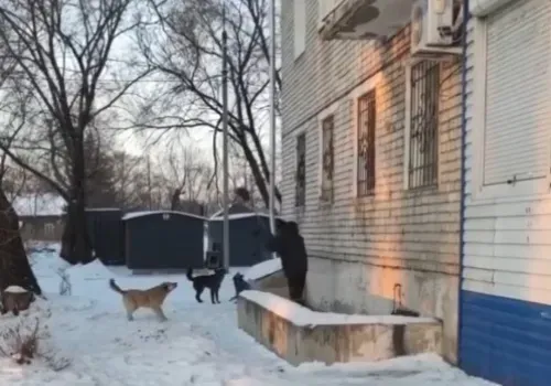 Дворник отбивался от стаи агрессивных собак в Свободном