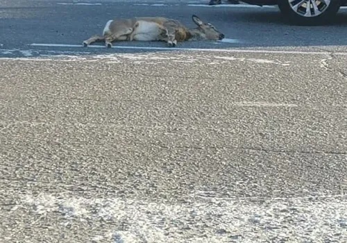 Косуля прыгнула под колеса в Зее