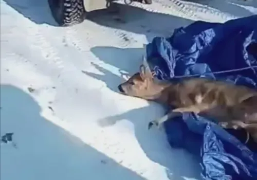 Косулю поймали в черте города на севере Амурской области