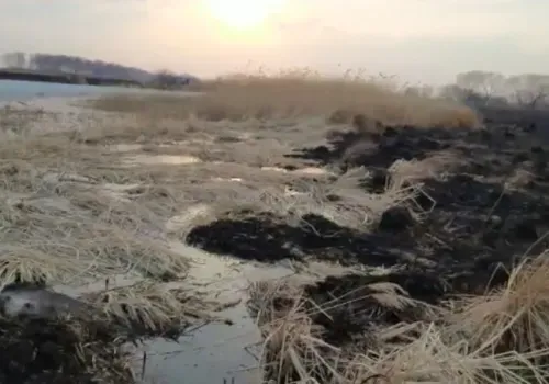 Хатку ондатры спасли на пожаре в Тамбовском районе