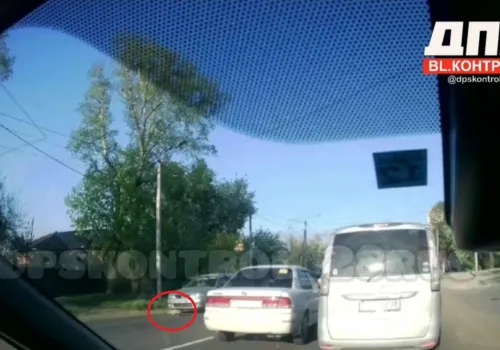 Кошка чудом не попала под колеса авто в Благовещенске, перебегая дорогу