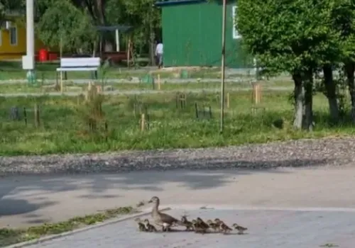 Маму-утку с выводком заметили каратисты в детском лагере Благовещенска