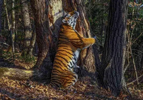 Тигрица с самой лучшей в мире фотографии родила двойню в Приморье