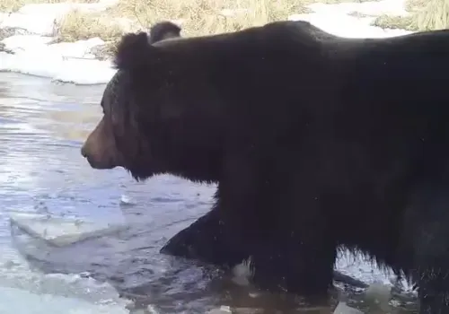 Банные процедуры медведя попали на камеру в Архаринском районе