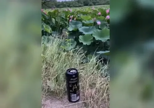 Краснокнижные лотосы гибнут под ногами вандалов в Хабаровском крае