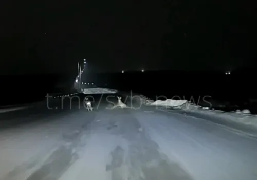 Соцсети: косули выбежали на дорогу перед автомобилем в Амурской области