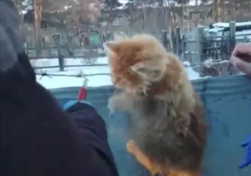Котенка, который запутался в колючей проволоке, спасли в Белогорском округе