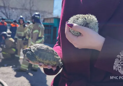 Еж и черепаха спасены при пожаре в Благовещенске