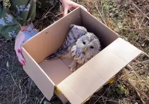 В Благовещенске спасли сову, загнанную стаей сорок