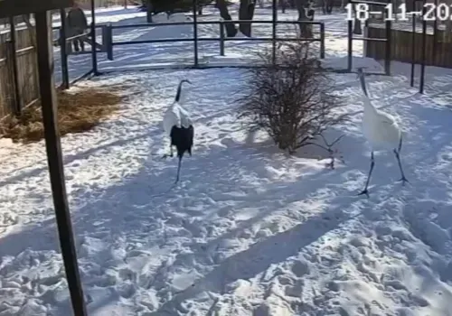 Японские журавли сыграли в догонялки в Муравьевском парке