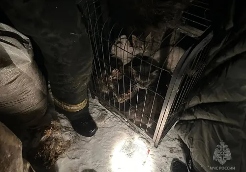 Больше 30 кошек и собак спасли из горящего дома в Чигирях 
