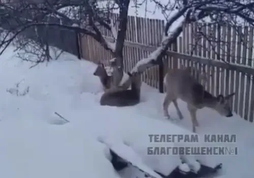 Видео с косулями стало фейковым в Амурской области 