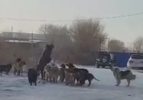 Бродячих собак помешали отловить жители Благовещенска