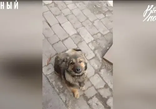 Собака Машка предупреждает бойцов о вражеских дронах "Баба-Яга"