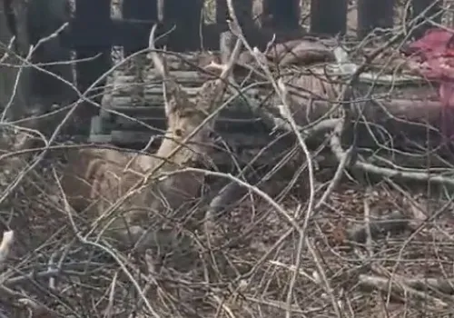 Самец косули, пойманный в Свободном, удивил сотрудников охотнадзора