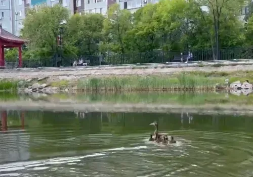 Маму-утку и ее птенцов спасли в Амурской области