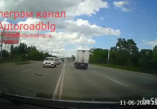 Дорогу уступили диким уткам в Благовещенске
