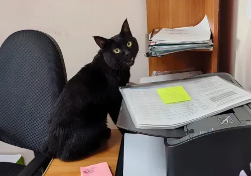 Кота, висевшего на дереве больше суток, спасли сотрудники администрации в Приамурье