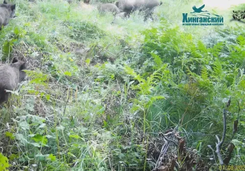 Стая кабанов попала на фотоловушку в Архаринском округе