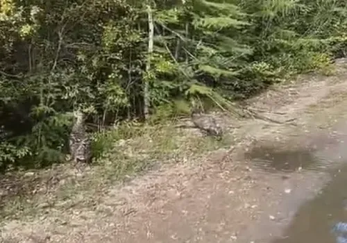 Бесстрашные каменные глухари вышли на дорогу в Тындинском округе
