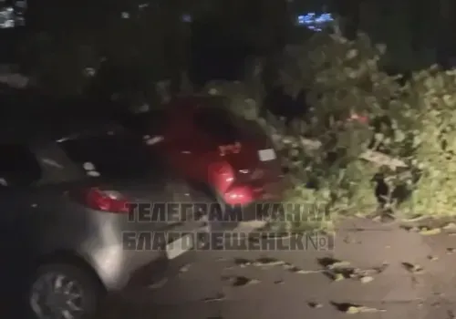 Деревья не выдержали шквалистого ветра в Благовещенске