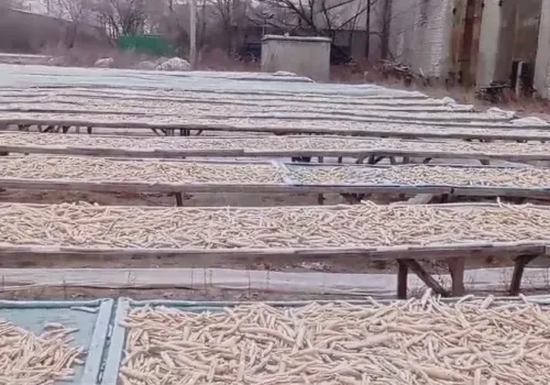 Подпольный цех по заготовке краснокнижного растения накрыли в Благовещенске