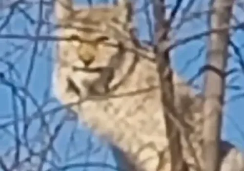 Самец рыси отдохнул на дереве в городе Зее