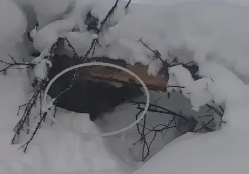Кабарга неудачно замаскировалась в Зейском округе
