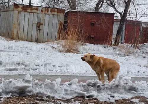 Собаки безнаказанно нападают на жителей Благовещенска