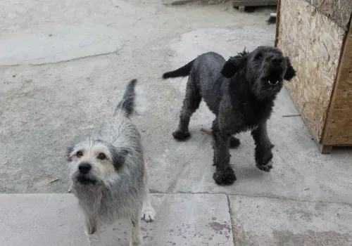 Штрафы за отказ убрать за животными появились в Приамурье