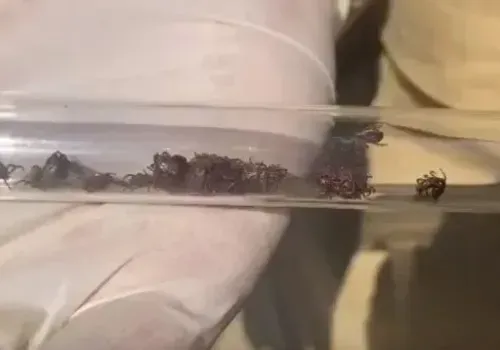 Клещи проснулись в Амурской области, 21 марта отловили первых кровососов