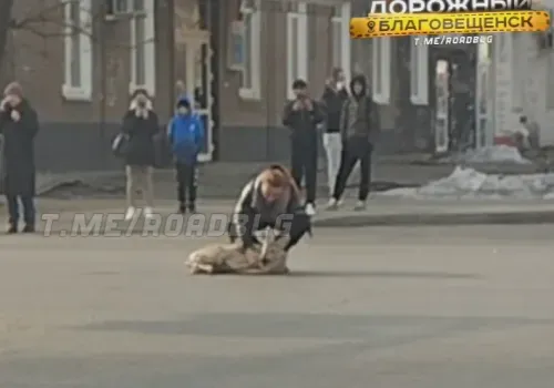 Трагедия произошла с косулей, попавшей в Благовещенск