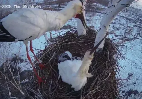 В Амурской области самка аиста пристыдила вернувшегося под утро мужа