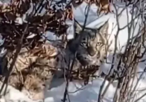 Рысь в кустах запечатлел проезжающий мимо водитель в Серышевском округе