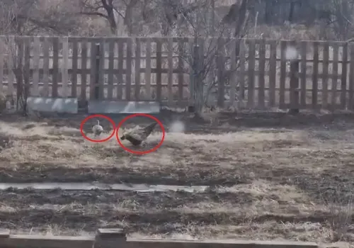 Фазаны устроили брачные игры в огороде жителя Благовещенского округа