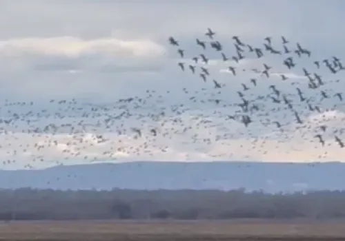 Многочисленную стаю гусей заметили в Тамбовском округе