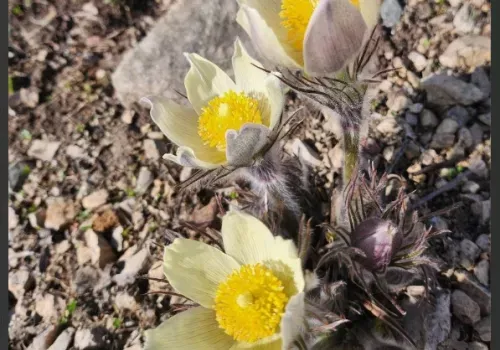 Прострелы и кандык расцвели в Амурской области